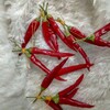 Логотип телеграм канала @muzikperchik — 🌶Muzik~Perchik🌶