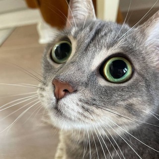 Логотип телеграм канала @muzz_mix — 🔊𝗠𝘂𝘇𝘇_𝗺𝗶𝘅