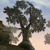 Logo of telegram channel mwscr — Morrowind Screenshots