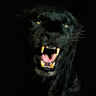 Логотип телеграм канала @my_black_panther — Black Panther