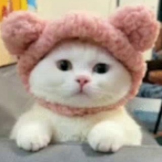 Логотип телеграм канала @my_cat11 — My cat | Канал про кошек