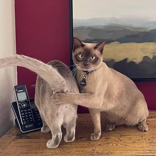 Логотип телеграм канала @my_exclusive_memes — Мемулечки