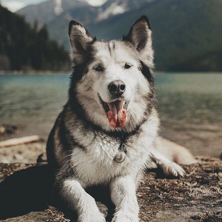 Логотип телеграм канала @my_good_pics — Картиночки