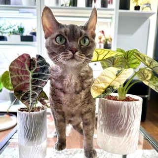 Telegram channel Green room. Пикси, Зои и зеленая комната🌱🐈‍⬛🐈‍⬛ logo