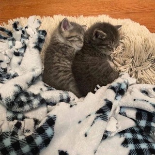 Логотип телеграм канала @my_kittyss — Это мы? 🥺