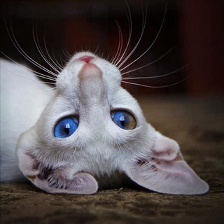 Логотип телеграм канала @my_victory_ru — My VICTORY * ru