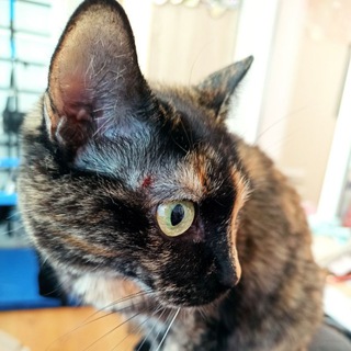 Логотип телеграм канала @my2cats — Няшные котики