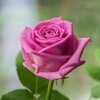 Логотип телеграм канала @my_favoriteflowers — Мои любимые цветы