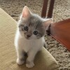 Логотип телеграм канала @my_favourite_pet — Любимый питомец