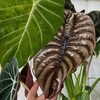 Логотип телеграм канала @my_green_fingers — my Green fingers