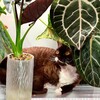 Логотип телеграм канала @my_greenroom_sale — Растения из зеленой комнаты