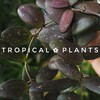 Логотип телеграм канала @my_indoor_jungle — Tropical ✿ plants