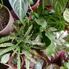 Логотип телеграм канала @my_ugly_greens — мои зелёные уроды 🍃