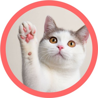 Логотип телеграм канала @myagkaya_lapka_meow — Мягкая лапка 🐾