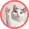 Логотип телеграм канала @myagkaya_lapka_meow — Мягкая лапка 🐾