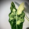 Logo of telegram channel myalocasia — MyAlocasia