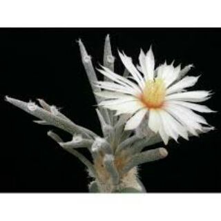 لوگوی کانال تلگرام mycacti — کلکسیونر