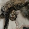 Логотип телеграм канала @mydaddycthulhu — MyDaddyCthulhu