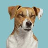Логотип телеграм канала @mydogsru — Джек Рассел Терьер 🐶