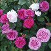 Логотип телеграм канала @mydreamrozes — Розы моей мечты