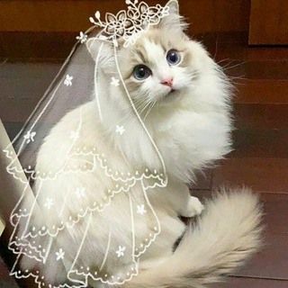 Logotipo do canal de telegrama mydreamycats - My Dreamy Cats