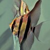 Telegram kanalining logotibi myfishshop — MyFishShop | ASAKA