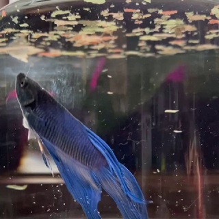 Логотип телеграм канала @myisliryibki — Чо там сегодня у Чонгука 🐟