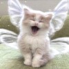 Логотип телеграм канала @mykoreantop — 《♡~My Korean~♡》