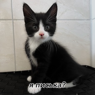 Логотип телеграм канала @mylittlehydrokitty — майлитлгидрапони