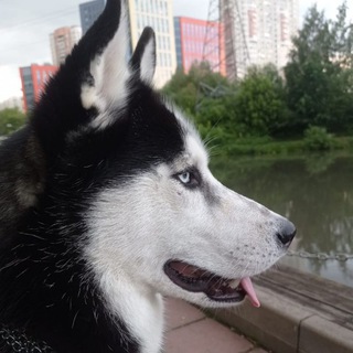 Логотип телеграм канала @mylove_dog44 — Зоопсихология, или как понять своего питомца