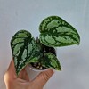Логотип телеграм канала @myloveplants — My love❤️ растения🌱
