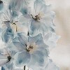 Логотип телеграм канала @mynameis_li — fleur ' liane ' 𓏲 ࣭ ࣪ ˖🎐