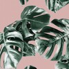 Логотип телеграм канала @myplantsche — Коллекция растений