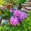 Логотип телеграм канала @myplantsofsibiri — Мои Растения СИБИРИ