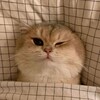 Логотип телеграм канала @myrrchim — Мурррчим