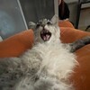 Логотип телеграм канала @myshkababka — ataraxia