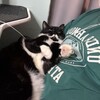 Логотип телеграм канала @myshkin72 — Логово Мышака