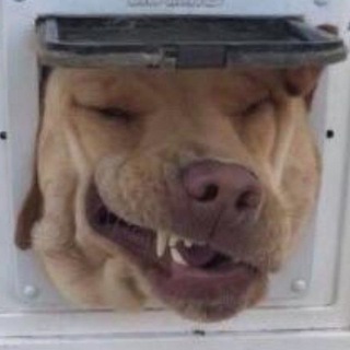 Логотип телеграм канала @mytiktokdump — Санкционочка