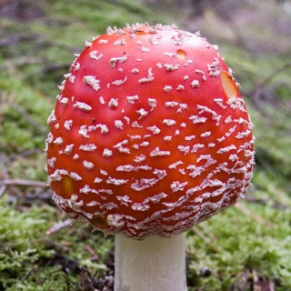 Логотип телеграм канала @myxomor_62 — 🍄 Мухомор_РФ 🍄