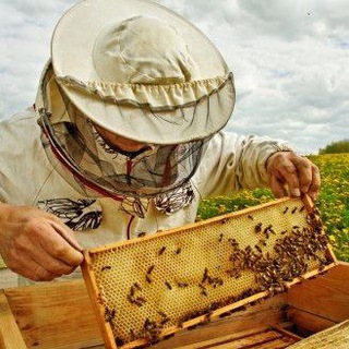 Логотип телеграм канала @myzzuwi — Пчеловодство🐝