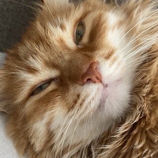 Логотип телеграм канала @na_stavke_limon — КэшаБет