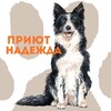 Логотип телеграм канала @nadejdakarelia — Приют Надежда )