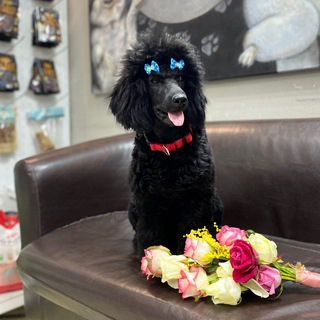 Логотип телеграм канала @naomi_dog — Пудель Наоми