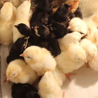 Логотип телеграм канала @nara234 — Куры, цыплята и яйцо - продажа Наро-Фоминск