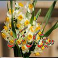 Logo saluran telegram nargesii01 — دوིبیــتِ้ی گིــل نؔرگــِ٘س