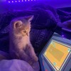 Логотип телеграм канала @narkofan — 𝐲𝐚𝐬𝐡𝐬𝐤𝐚 𝐤𝐮𝐩𝐢𝐭𝗻𝗳𝘁 𝗻𝗳𝘁𝐤𝐮𝐩𝐢𝐭