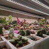 Логотип телеграм канала @nastissucculent — ❤️Суккулента в квадрате❤️