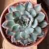 Логотип телеграм канала @nastya_plants — Настя и растения