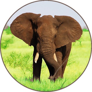 Logo del canale telegramma nat_geo_ita_unofficial - 🐘 Pianeta degli animali 🇮🇹
