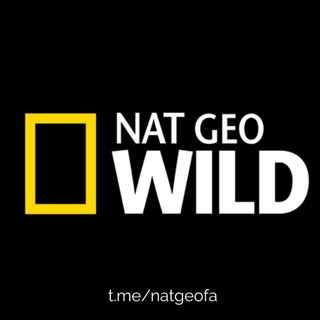 لوگوی کانال تلگرام natgeofa — نشنال جئوگرافیک فارسی| NatGeoFa